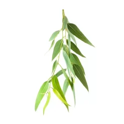 Olejek eukaliptusowy 10ml