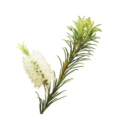 Olejek z drzewa herbacianego 10ml